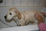 BAIN - GOLDEN RETRIEVER 062